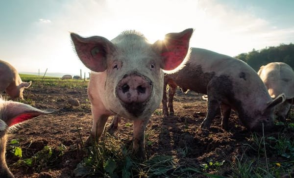 pig_small_-_pascal-debrunner-b-zymn_e_r4-unsplash